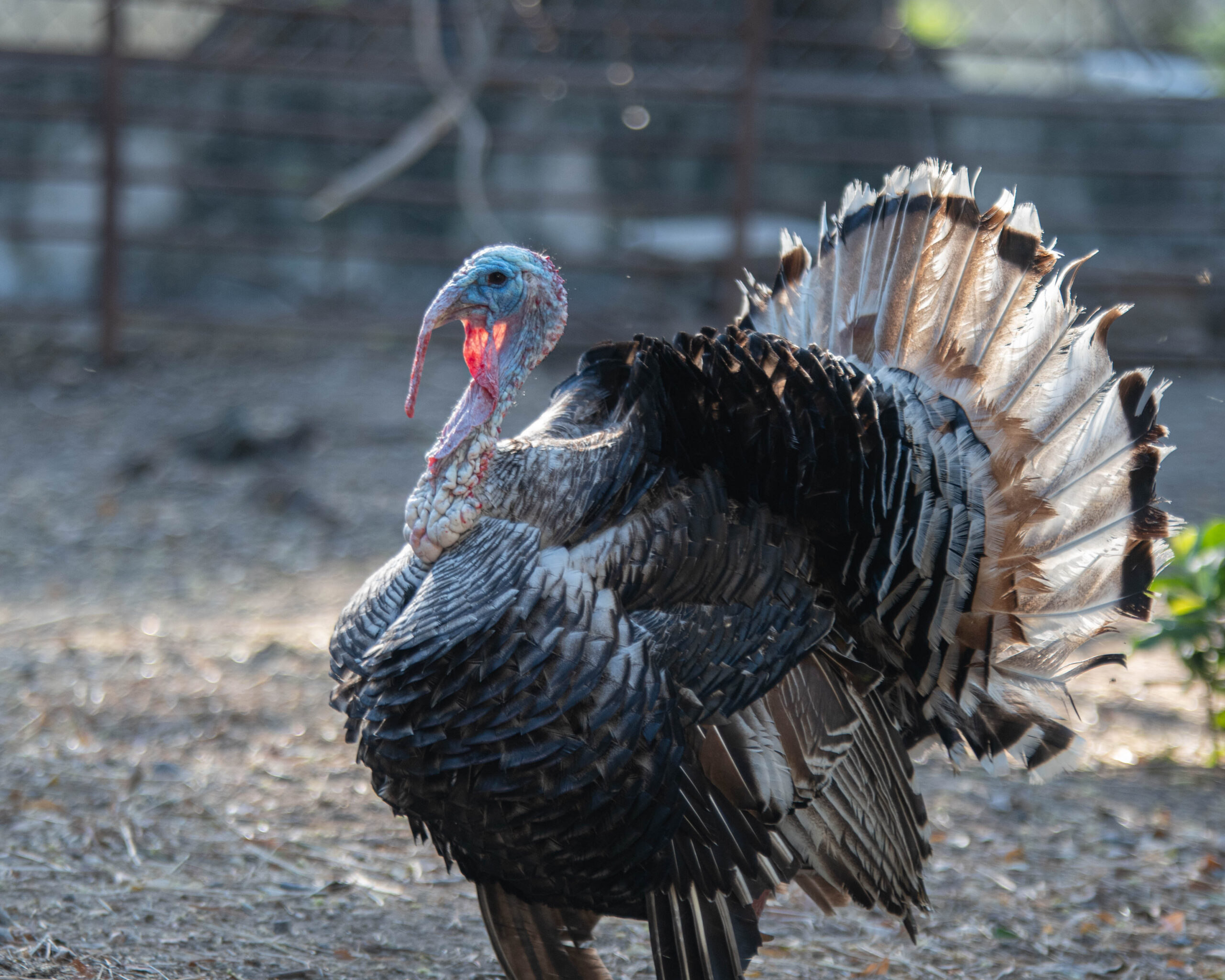 Turkey