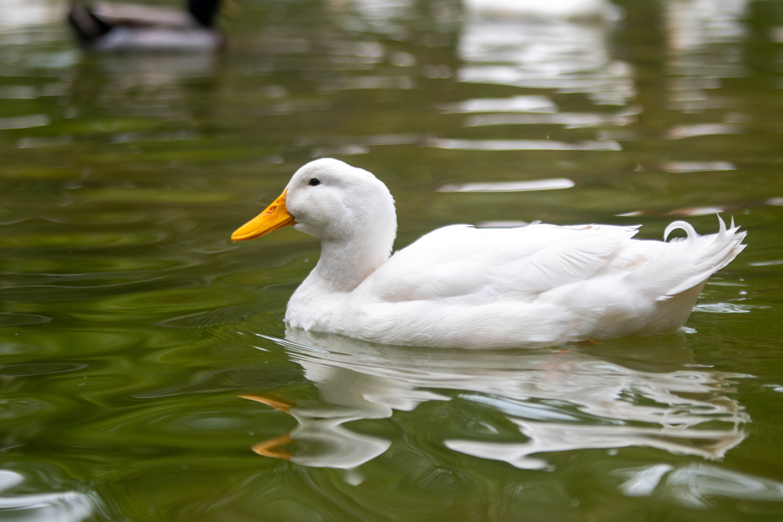 Peking Duck