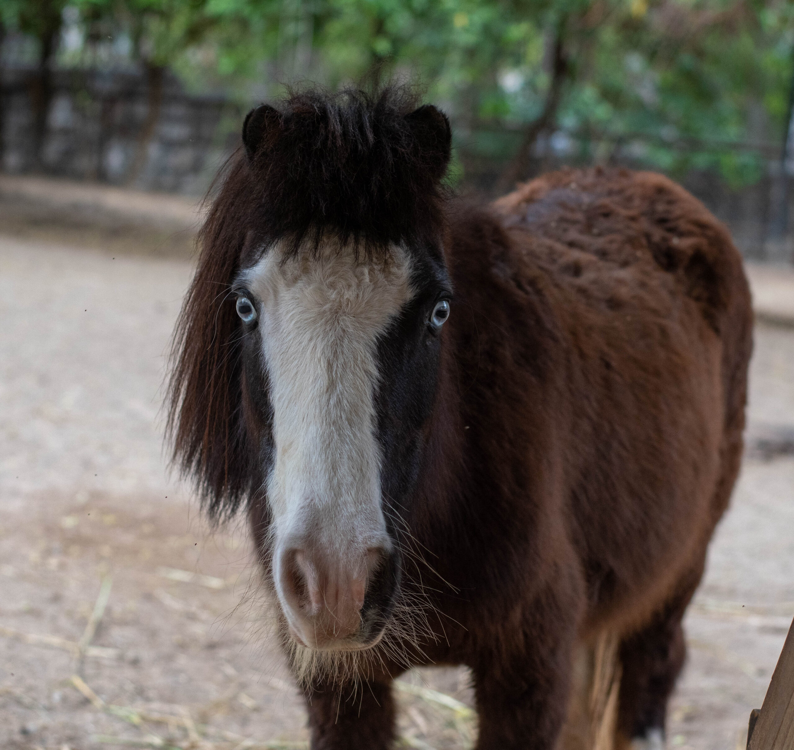 Miniature Horses