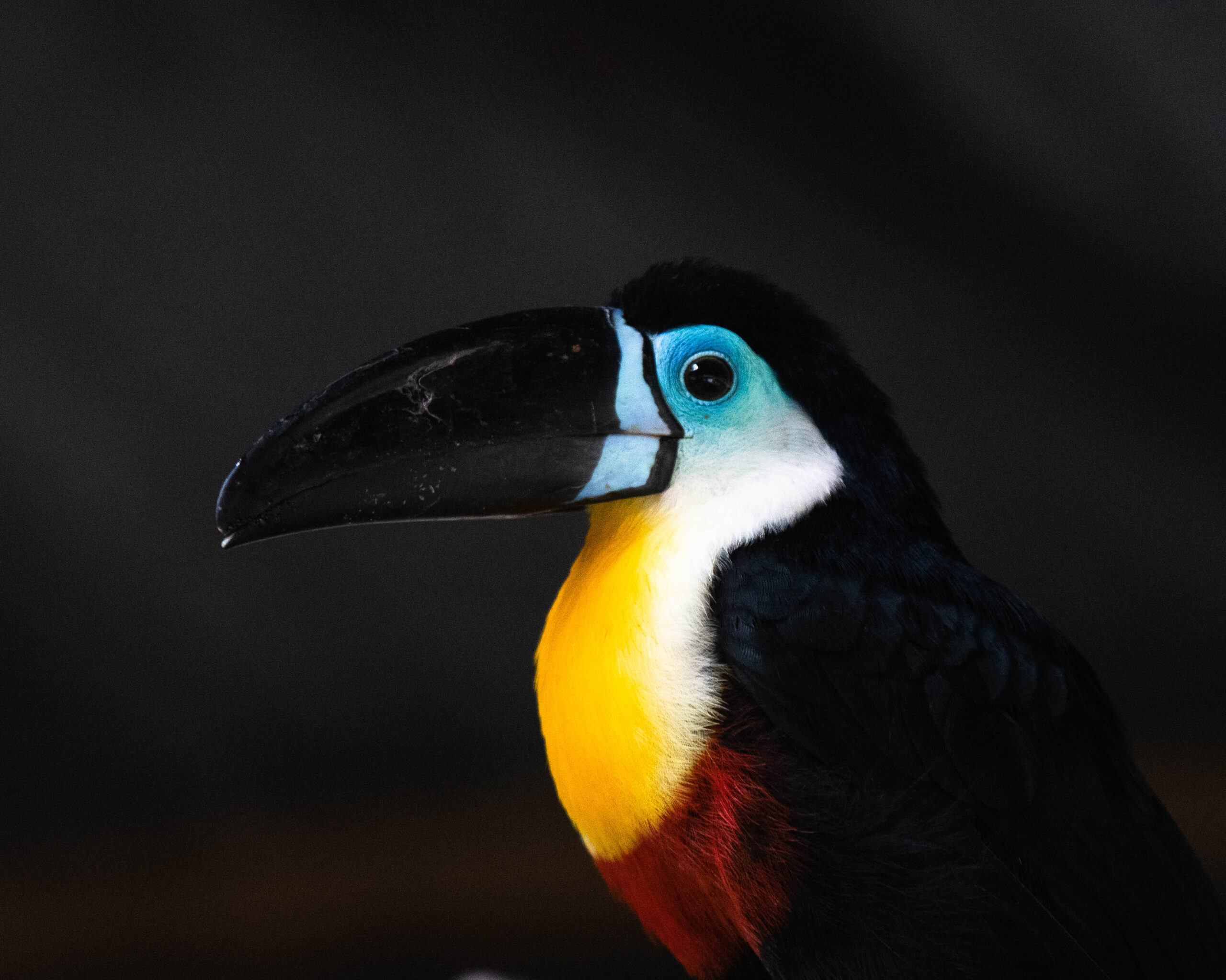 Channel-billed Toucan