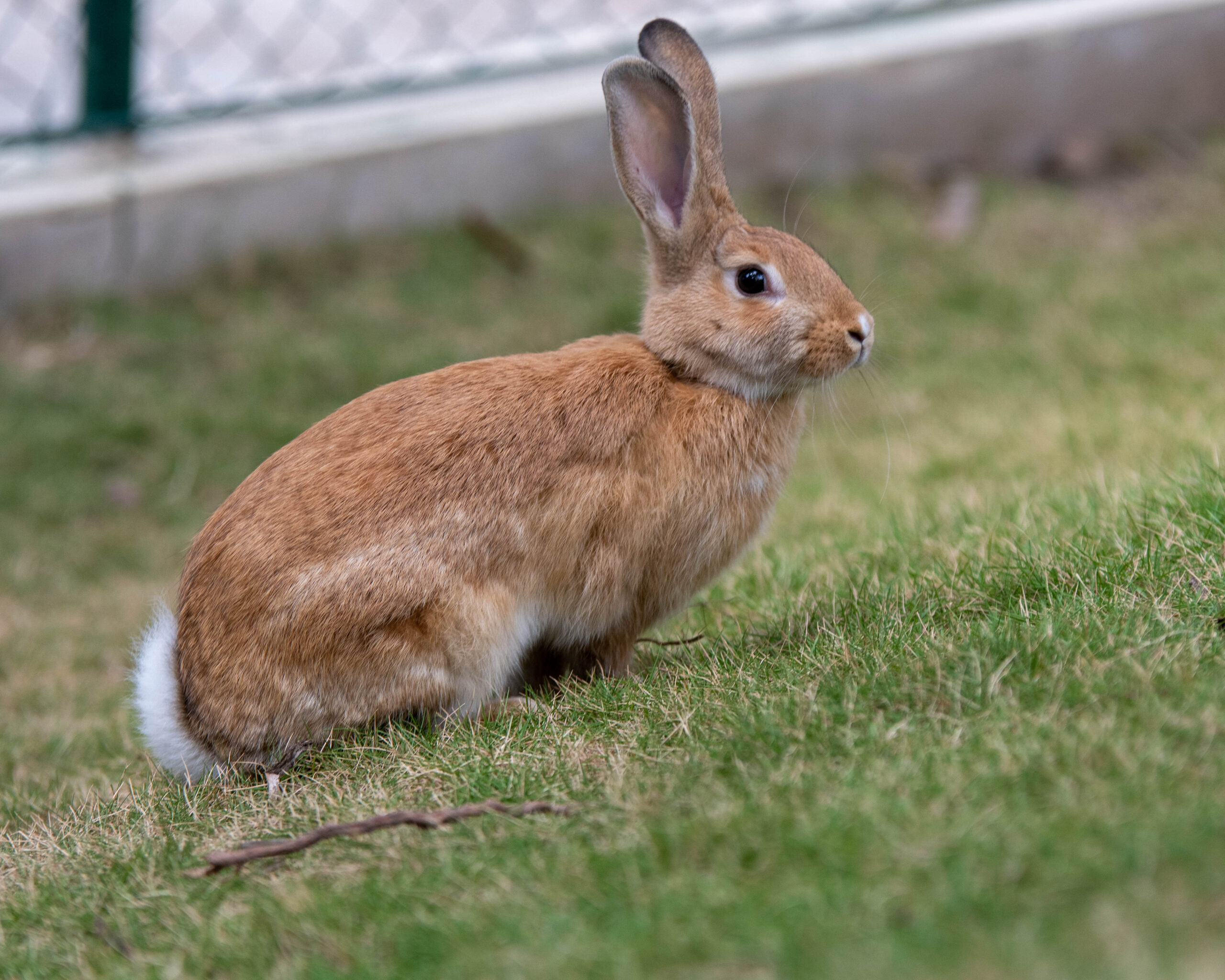 Rabbit