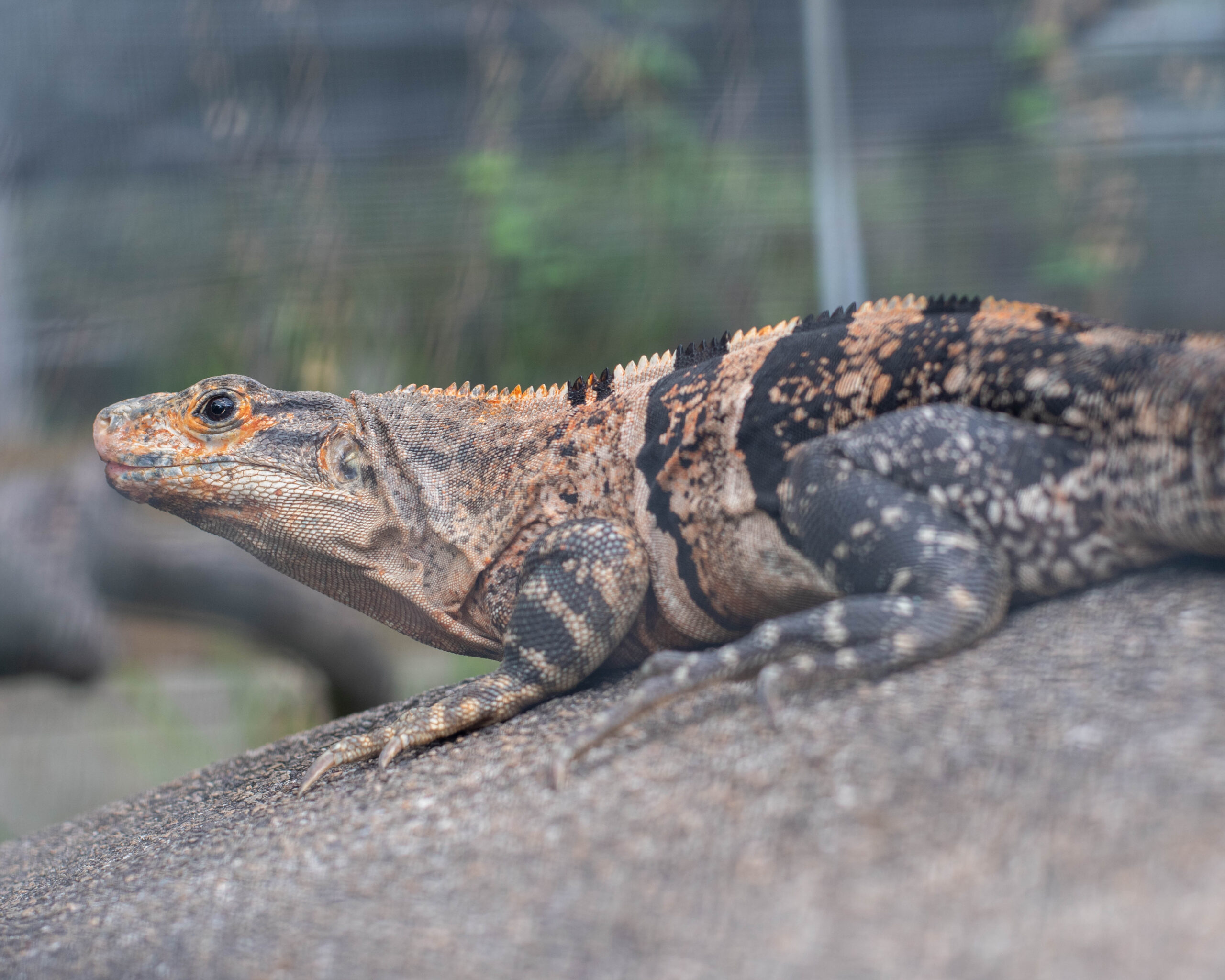 Spiny-Tailed Iguana