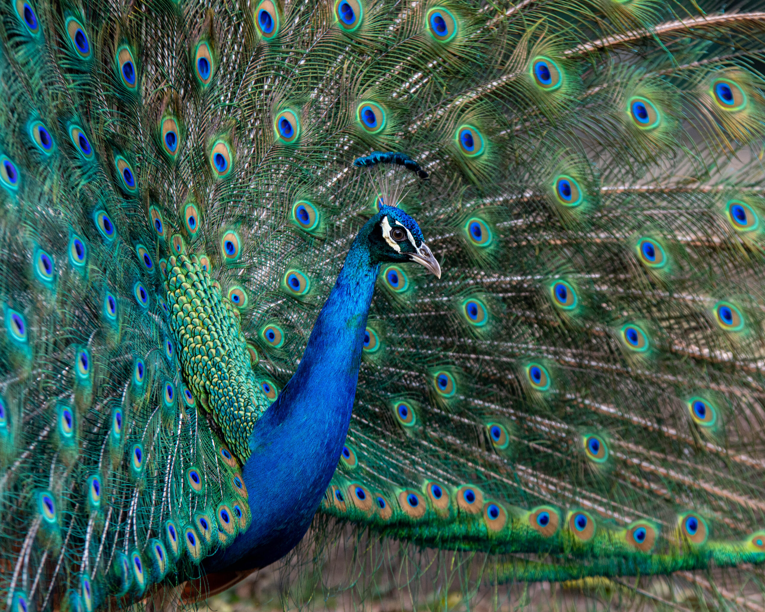 Indian Peafowl