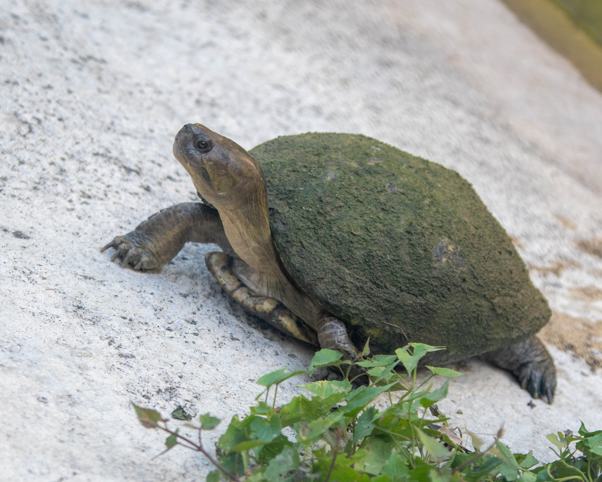 Jamaican Pond Turtle