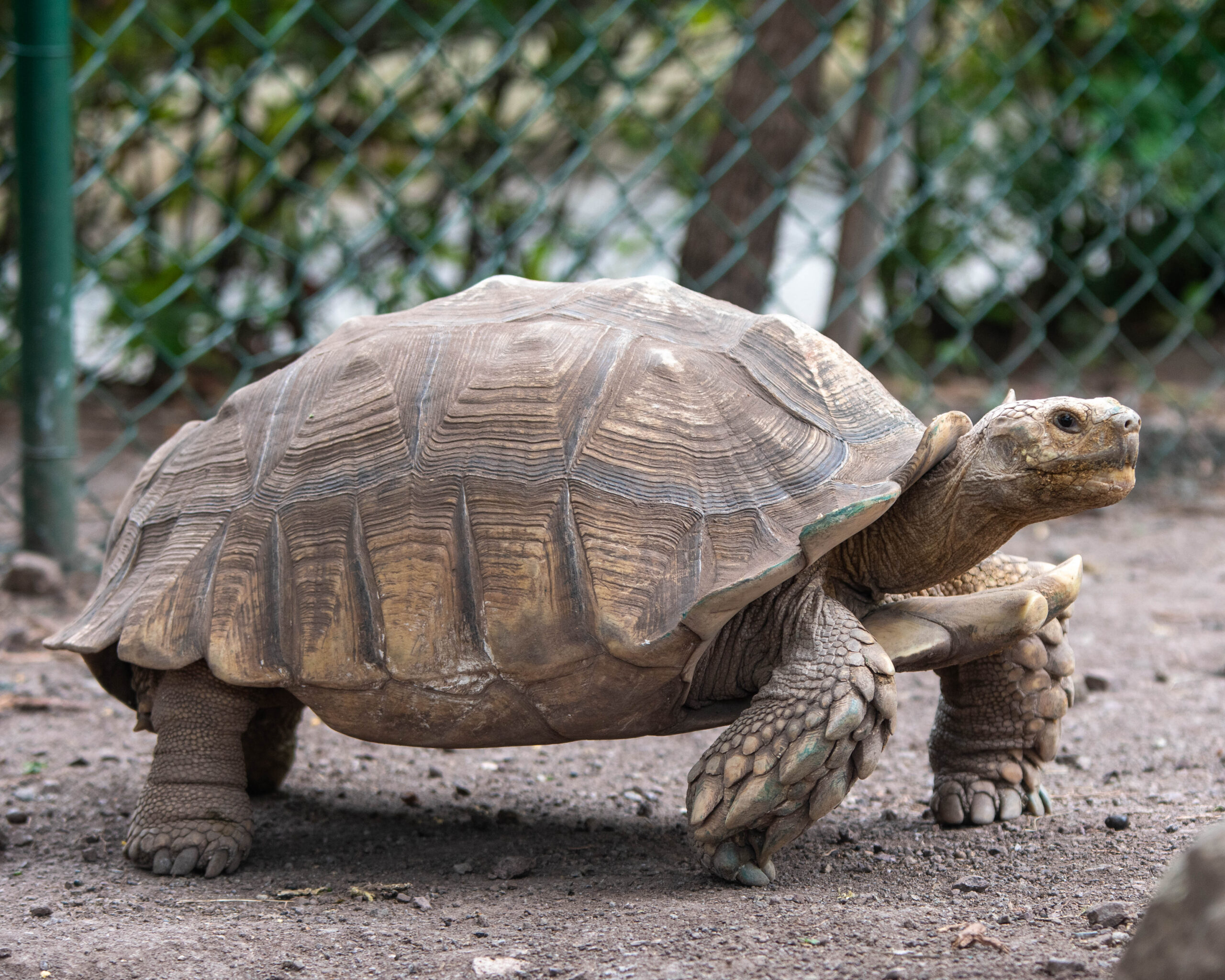 African Spurred Tortoise