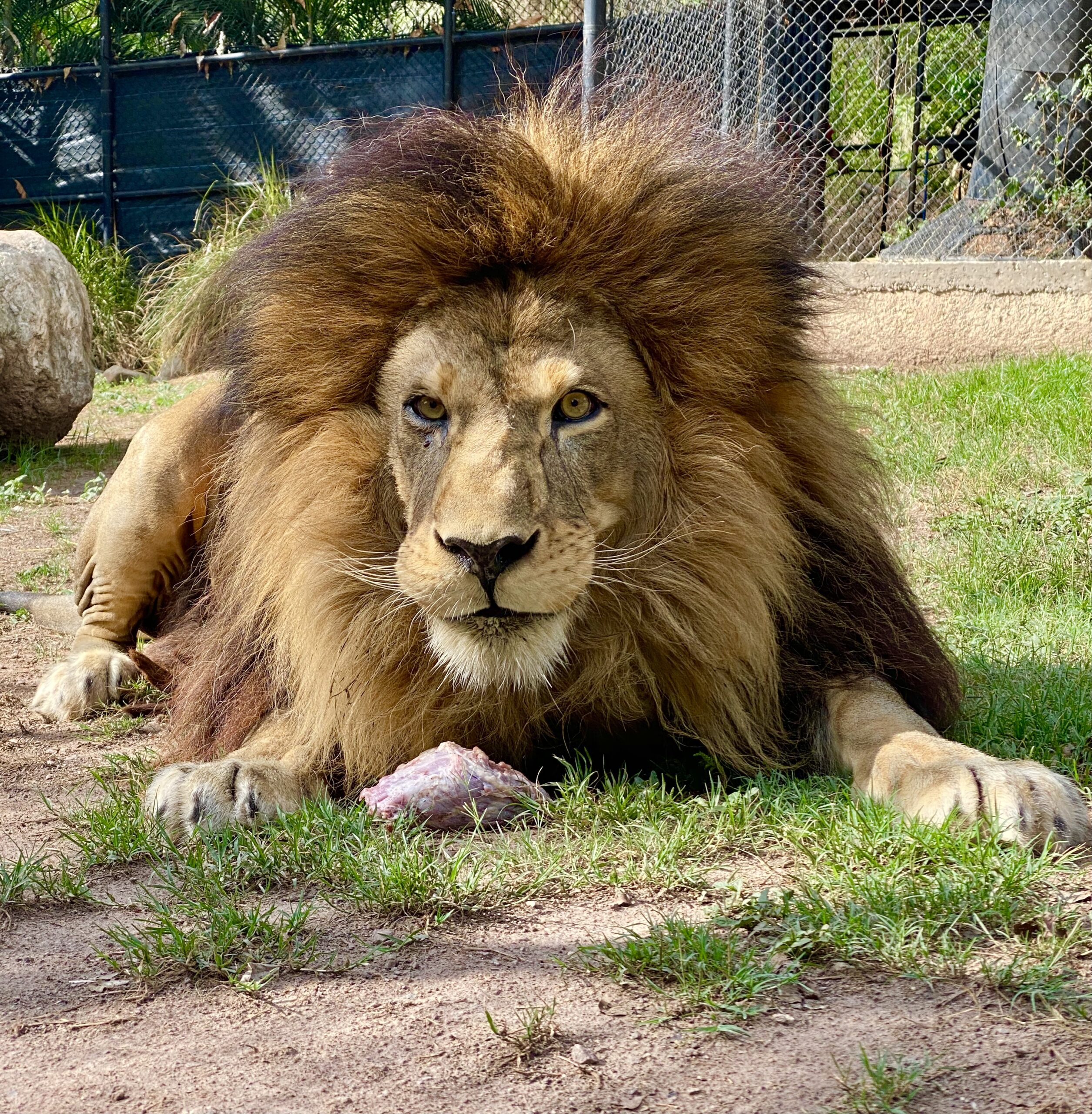 Lion