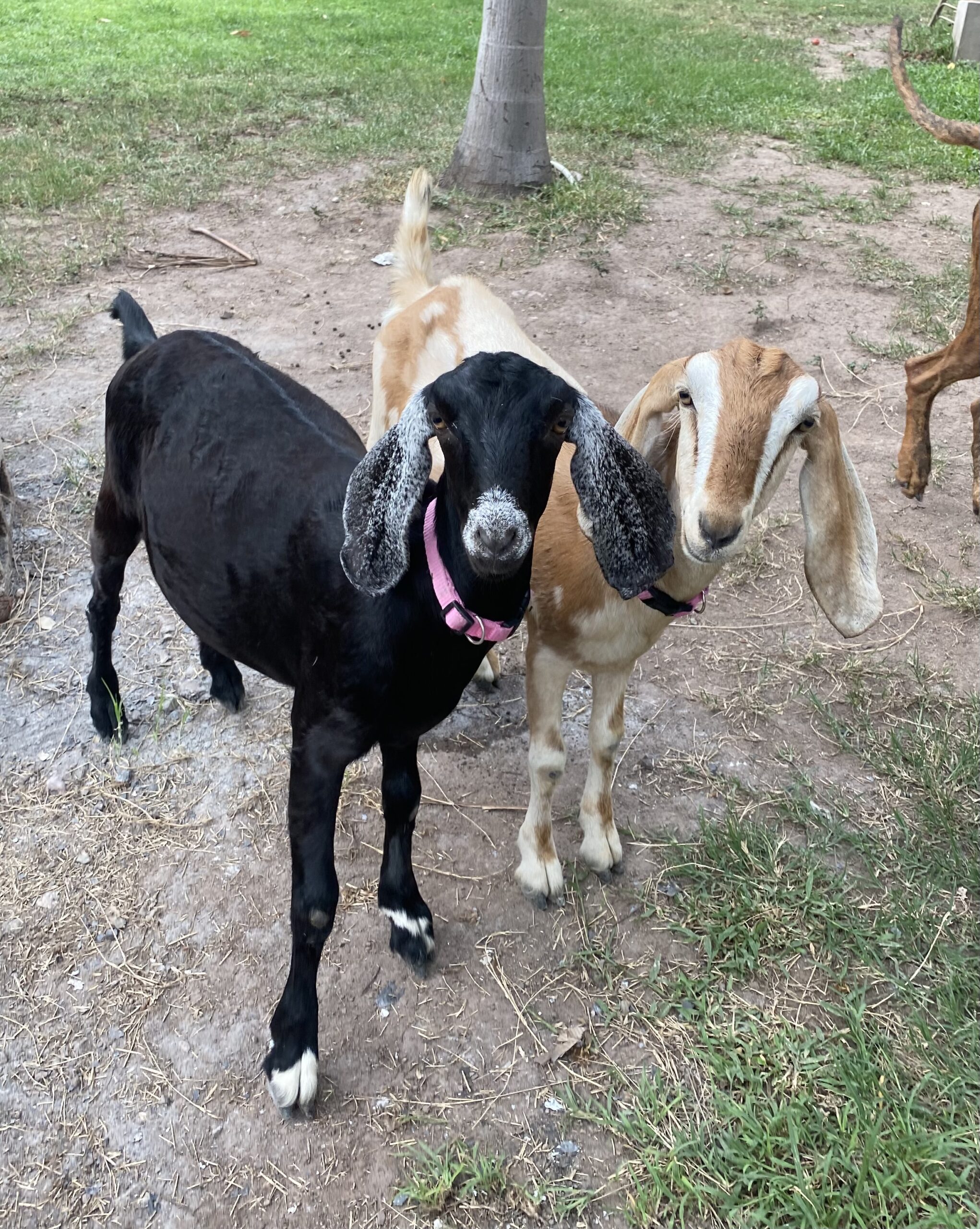 Nubian Goat