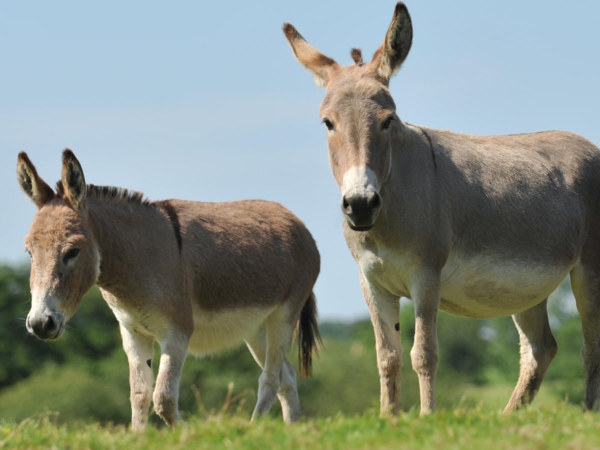 Donkey